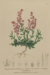 Prealpine Melkwortel