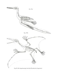 Pterodactylus
