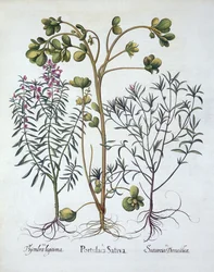 Postelein, Zomerbonenkruid en Winterbonenkruid, uit Hortus Eystettensis, door Basil Besler, gepubliceerd 1613