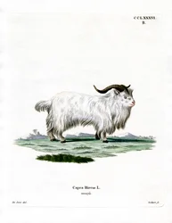Dwerggeit