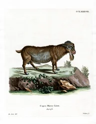 Dwerggeit
