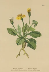 Pygmee Havikskruid
