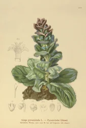 Piramide Bugel (Ajuga pyramidalis)