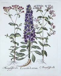 Piramideklokje, Muscipulas, uit Hortus Eystettensis, door Basil Besler, 1613