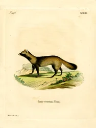 Wasbeerhond