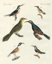 Zeldzame buitenlandse soorten boomkruipers