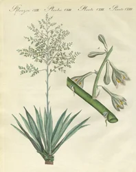 Zeldzame buitenlandse planten