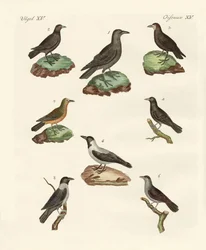 Raven, kraaien en kauwen