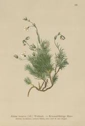 Gekromde Sandwort