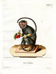 Roodhandtamarin