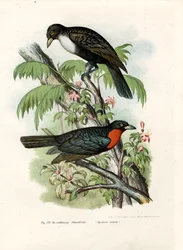 Roodgerande Vruchtenkraai, 1864