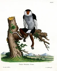 Roodpootdoek