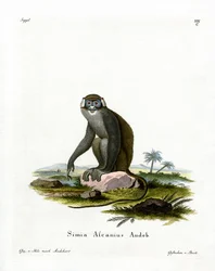 Roodstaartmeerkat