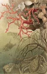 Rode koraal, plaat uit Brehms Tierleben: Allgemeine Kunde des Tierreichs, vol.10, p.608, uitgegeven door Bibliographisches Institut, 1893
