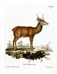 Edelhert
