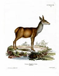Edelhert
