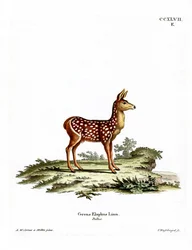Rood Herten Kalf