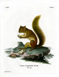 Rode eekhoorn