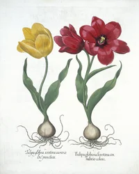 Rode en gele tulp uit Hortus Eystettensis