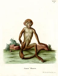 Rhesusaap
