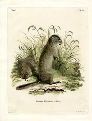 Richardsons Grondeekhoorn