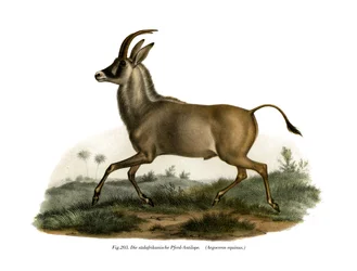 Roan Antilope