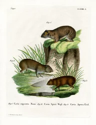 Rots Cavia