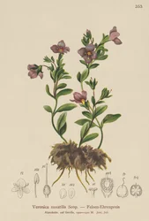 Rotsveronica