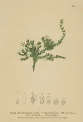 Rots Stitchwort