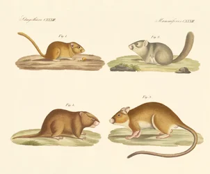 Knaagdieren