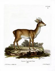 Ree