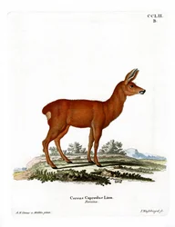 Ree