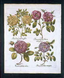 Rozen, plaat 95 uit Hortus Eystettensis door Basil Besler (1561-1629) gepubliceerd in 1613