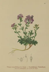 Rondbladige Pennycress