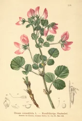 Rondbladige Heidespurrie