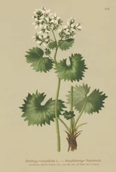 Rondbladige Steenbreek