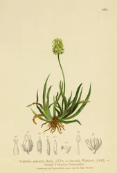 Schotse Asphodel (Tofieldia calyculata, Tofieldia palustris, Tofieldia borealis, Tofieldia pusilla)