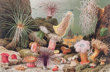 Zeeanemoon, plaat uit Brehms Tierleben: Allgemeine Kunde des Tierreichs, vol.10, p.581, uitgegeven door Bibliographisches Institut, 1893