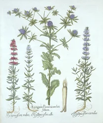 Zeehulst en Drie Soorten Hysop, uit Hortus Eystettensis, door Basil Besler, gepubliceerd 1613