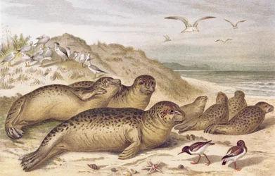 Zeehond, plaat uit Brehms Tierleben: Allgemeine Kunde des Tierreichs, vol.2, p.309, uitgegeven door Bibliographisches Institut, 1890