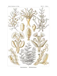 Sertulariae