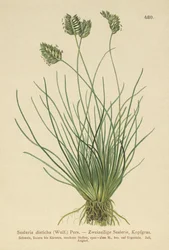 Sesleria