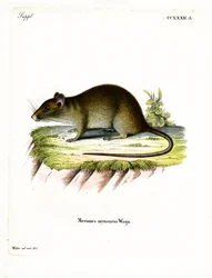 Kortstaartbuideldasrat