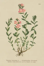 Struikveronica