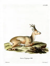 Siberische Ree