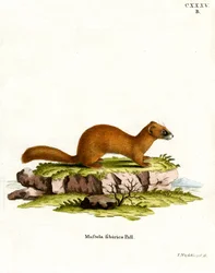 Siberische wezels