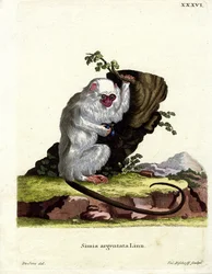 Zilveren Marmoset