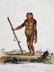 Simia satyrus, uit Mammals geïllustreerd uit de natuur met beschrijvingen, door Johann Christian Daniel von Schreber, gravure door I Nusbiegel naar tekening van De Seve, Duitsland