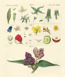 Enkele bloemonderdelen