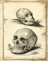 Schedels